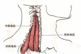 骨康14.png