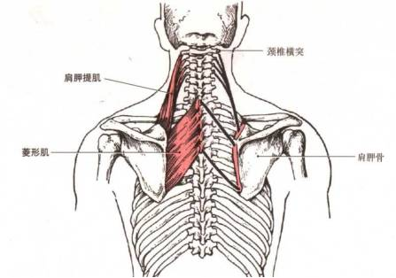 骨康19.png